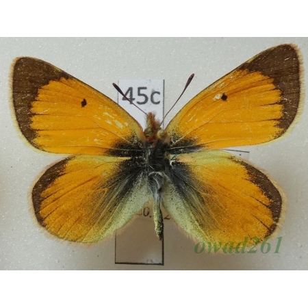 Colias euxanthe coeneni Berger, 1983 male Peru45c